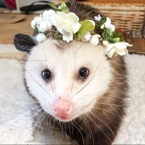 Meet your Posher, Nadia